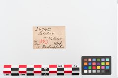 Foto von Bernsteinschieber (NHMW-PRAE-024740)